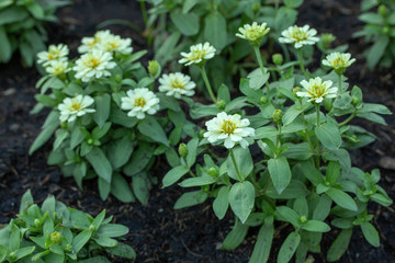 Zinnia Flowers Blooming in the Garden