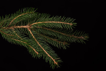 branch of a tree isolated on black background