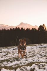 Sunset on the Swiss Alps, with a Shiba-inu puppy