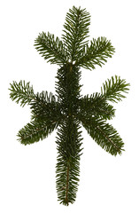 Pine tree branch isolated on white