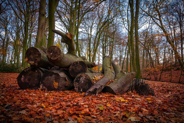 cut wood logs from trees and orange dried autumn leaves