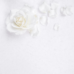 Beautiful white rose and petals on white background. Ideal for greeting cards for wedding,...