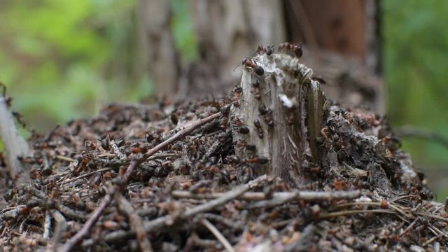 Amicable family of forest ants