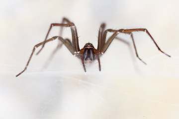 The giant house spider (Tegenaria sp) in a cave