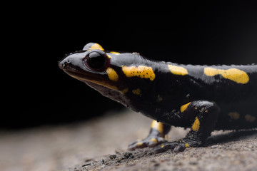 Portrait fire salamander (Salamandra salamandra) in a cave