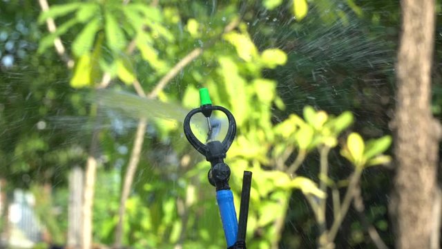 The springer automatic watering plant in the garden.Close up water sprinkler system water on the garden. Close up of springer watering in the garden. Natural background.