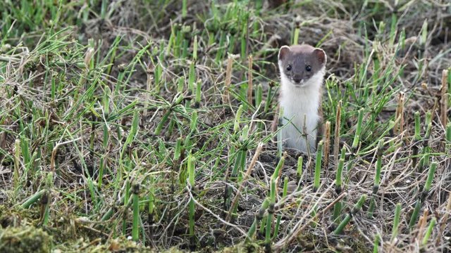 The little rodent jumped out of the mink on the field and began to look around