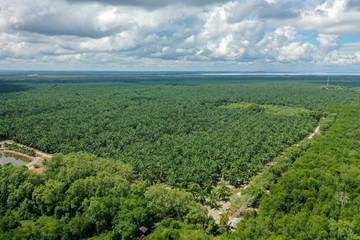 Fototapeta na wymiar Aerial view of wild Borneo Rainforest or Rain Forest.
