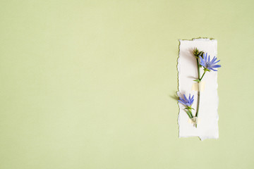 Medicinal herbs. Clover a pink background, Postcard, torn paper. Botanys.top view, copy space, flat lay