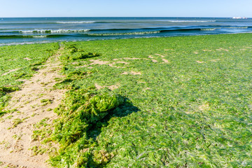Algal blooms, green surf beach on the sea..shallow depth of field.