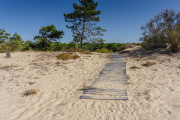 Wooden boardwalk path leading from beach to forest.