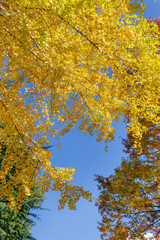 青空と紅葉した木