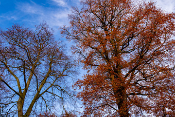 colorful and beautiful autumn tree during the fall season from below