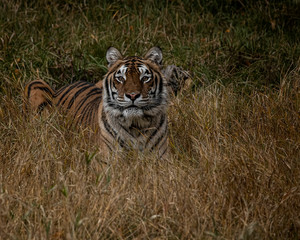 Tiger Hershey Triple D