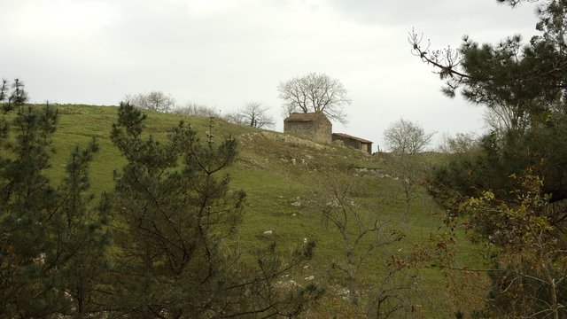 pines in the mountains of Cuera in Asturias