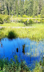 Swampy Monte Cristo Lake in the forest in the Summertime off the Mountain Loop Highway in Silverton Washington State Snohomish County