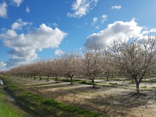 Almond Orchard in Bloom 4