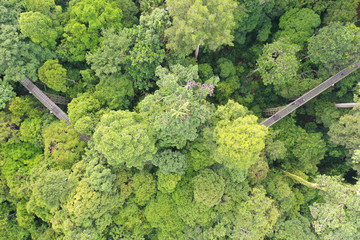 Aerial view of wild Borneo Rainforest or Rain Forest.