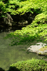 新緑の頃の蓮華寺庭園