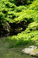 Fototapeta na wymiar 新緑の頃の蓮華寺庭園