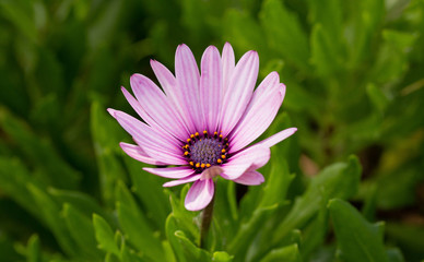 Obraz premium Lonely flower