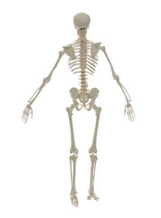Artificial human skeleton model isolated on white