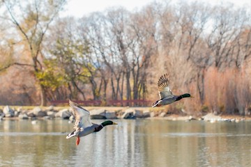Ducks flying over a pond in autumn.