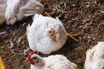 Farm for growing broiler chickens to the age of one and a half months
