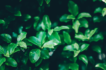 green leaves background; nature background