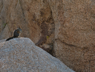 Kleines Eichhörnchen auf einem Felsen beim fressen - obrazy, fototapety, plakaty