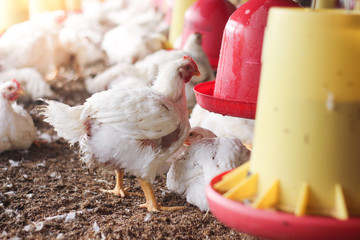 Farm for growing broiler chickens to the age of one and a half months