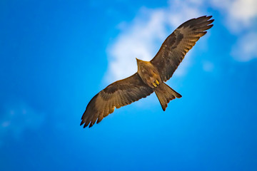 Black kite, Milvus migrans in flight in Senegal, Africa. Close up photo of big eagle. It is wildlife photo. There is blue sky.