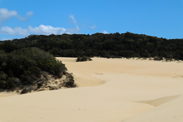 Solitary sand dunes with bushes and trees