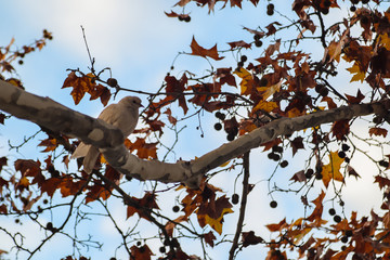 One pigeon on a branch with red leaves in the background