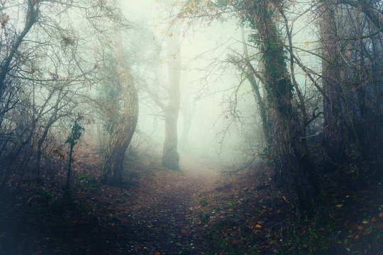 Scary forest with a misty pathway. Misterious foggy landscape with purple film filter