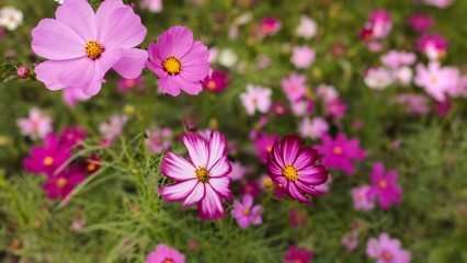 flowers in the garden