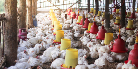 Farm for growing broiler chickens to the age of one and a half months