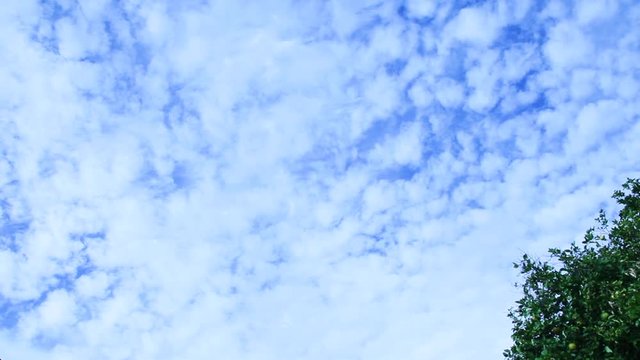Panning up across a geoengineered sky. Starting with a grapefruit tree in the frame, the homomutatus clouds take over. An upside down V shape can be seen where the chemtrails where laid at an angle.