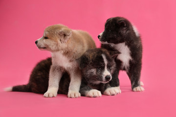 Cute Akita inu puppies on pink background. Friendly dogs