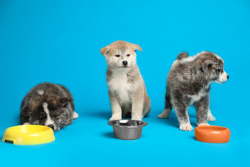 Cute Akita inu puppies with feeding bowls on light blue background. Friendly dogs