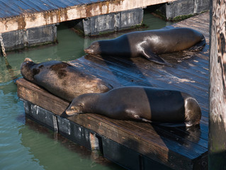 Drei Seelöwen liegen faul am Pier in der Sonne