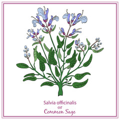 Painted Hand Drawn Bush of Common Sage