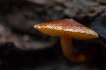 mushroom in the forest