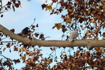 Two pigeons on a branch with red leaves in the background