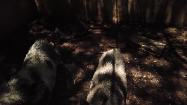 Two black and white pigs in a small enclosure jumping up looking for treats and attention