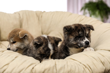 Akita inu puppies in papasan chair indoors. Cute dogs