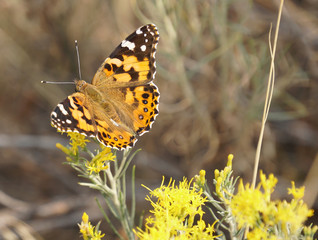 Close up of a Monarch Butterfly resting lightly on a sprig of bright yellow wildflowers.