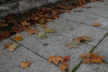 Close up of red leaves on a promenade during autumn
