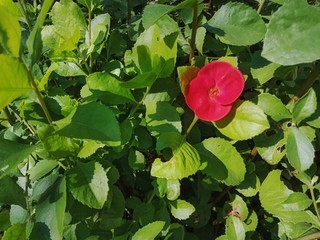 Red flowers in the middle of green leaves