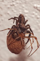 Jumping spider attack